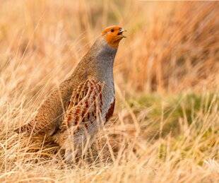 Hors-Séries 148 La quête authentique