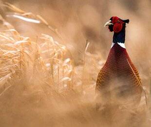 Hors-Séries 148 Un gibier emblématique
