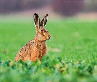 Hors-Séries 148 Le plus grand de nos petits gibiers