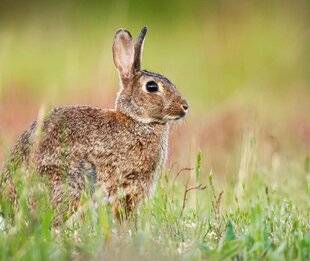 Hors-Séries 148 Rapidité et dextérité
