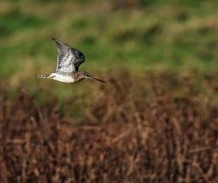 Hors-Séries 148 La muse des marais