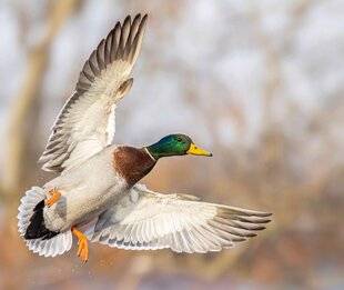 Hors-Séries 148 Passion sauvagine