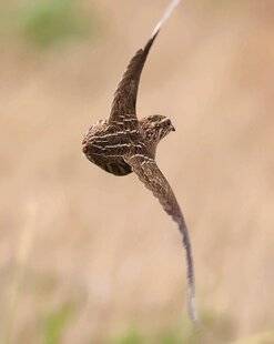 Hors-Séries 148 La belle d’été