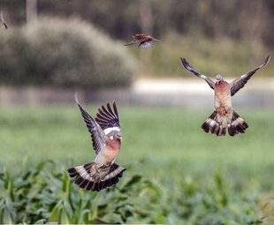 Hors-Séries 148 La fièvre bleue