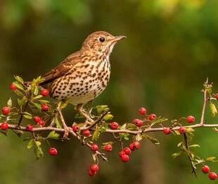 Hors-Séries 148 La chasse buissonnière