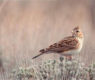Hors-Séries 148 Petite mais technique