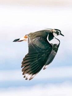 Hors-Séries 148 Sentinelles des plaines