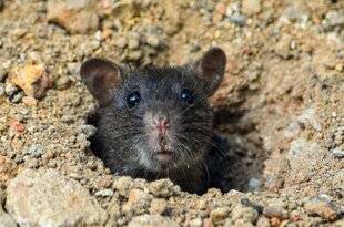 Hors-Séries 148 Le rat aujourd'hui