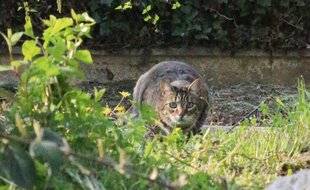 Hors-Séries 148 Prédation du chat : des chiffres alarmants
