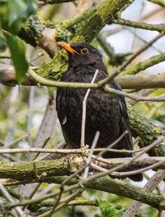 Hors-Séries 148 Le merle : une étude démontre son adaptabilité