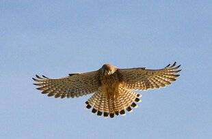 Hors-Séries 148 Quand les oiseaux muent