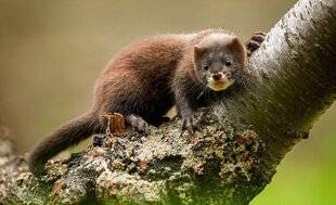 Hors-Séries 148 Le vison d'Europe : vers une réintroduction