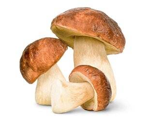 Hors-Séries 149 Le cèpe, roi des sous-bois