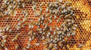 Hors-Séries 149 Toutes les saisons du miel