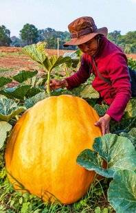 Hors-Séries 149 Le potiron, espèce de courge