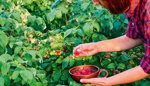 Hors-Séries 149 La framboise