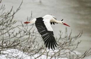 Hors-Séries 149 Douceur hivernale : la faune s'y adapte tant bien que mal