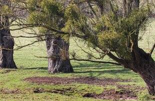 Hors-Séries 149 Gui : le gel le fait changer de couleur