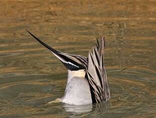 Hors-Séries 149 Le pilet : pile à l'heure en hiver