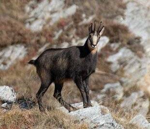 Hors-Séries 150 Le chamois de retour en Ardèche