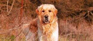 Hors-Séries 150 Quel est le chien préféré des Français ?