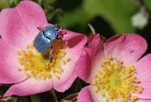 Hors-Séries 150 L'actualité de la nature