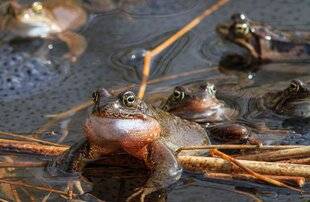 Hors-Séries 150 En mars, l'heure du frai a sonné