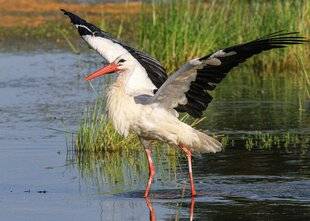 Hors-Séries 150 Cigogne blanche, plus de 5 000 nids en 2026 ?