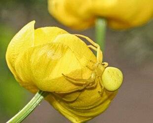 Hors-Séries 150 Les araignées-crabes : le moment de s'entredévorer