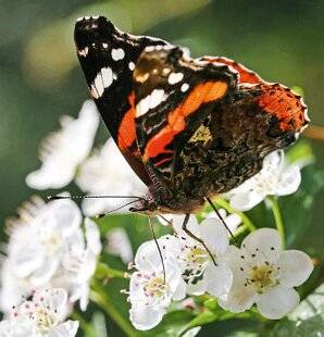 Hors-Séries 150 Un printemps d'aubépine