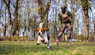 Hors-Séries 151 Un beagle engagé dans l'armée