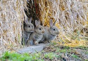 Hors-Séries 151 L'armée pour chasser les lapins