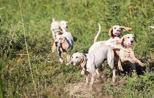 Hors-Séries 151 Coupe de France des chiens courants