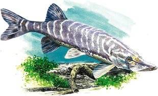 Hors-Séries 151 Reconnaître LES POISSONS