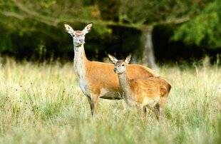 Hors-Séries 151 chasse et braconnage