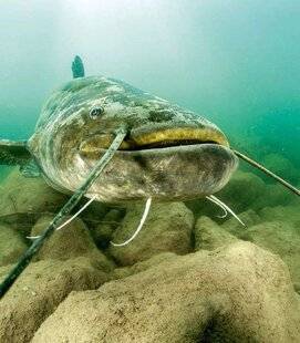 Hors-Séries 151 Classement du silure : tempête chez les pêcheurs