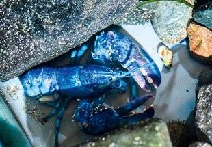 Hors-Séries 151 Neptune, le homard bleu