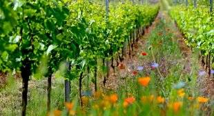 Le Chasseur Français 1466 Meilleur que les pesticides