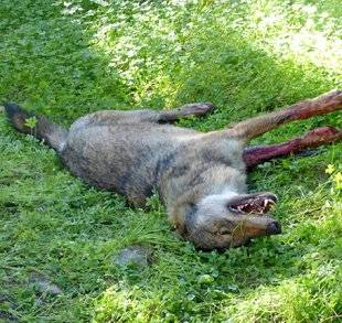 Le Chasseur Français 1466 Le loup qui a passé les Bormes