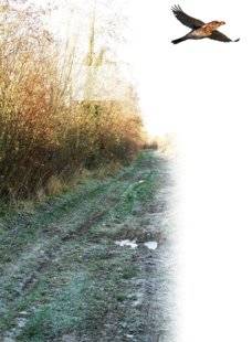Le Chasseur Français 1466 La haie : l'outil du chemin rural