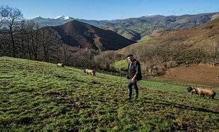 Le Chasseur Français 1466 Le porc basque, une viande de caractère