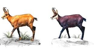 Le Chasseur Français 1466 Le chamois et l'isard