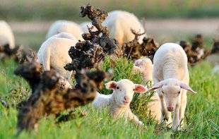 Le Chasseur Français 1466 Moutons, mémé Jeanne et modernité