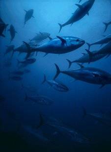 Le Chasseur Français 1466 Les poissons : tous des animaux à sang froid ?