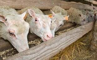 Le Chasseur Français 1466 Reproduction ovine : comment l'activer