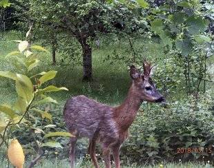 Le Chasseur Français 1467 Dans ton jardin, je suis rentré