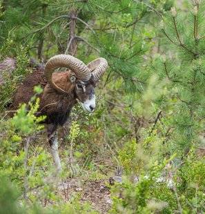 Le Chasseur Français 1467 Le mouflon protégé
