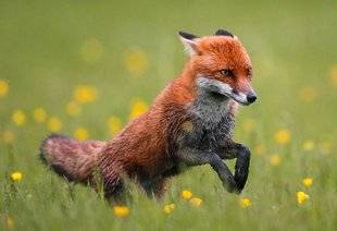 Le Chasseur Français 1467 Et le renard redevint gibier