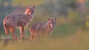 Le Chasseur Français 1467 Le chacal doré, bientôt une nouvelle espèce en France ?