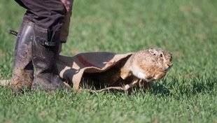 Le Chasseur Français 1467 Lâchers de gibier, quelle réglementation ?